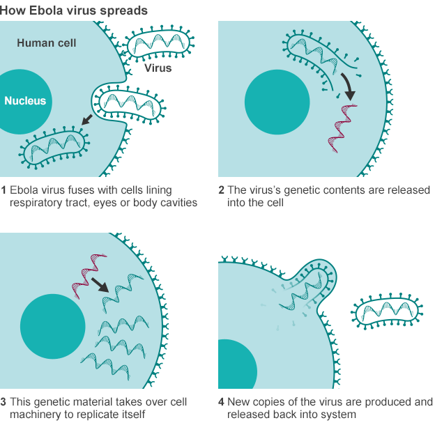 ebola-cell-attack