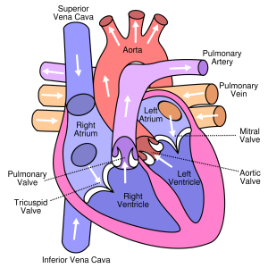 heart_diagram