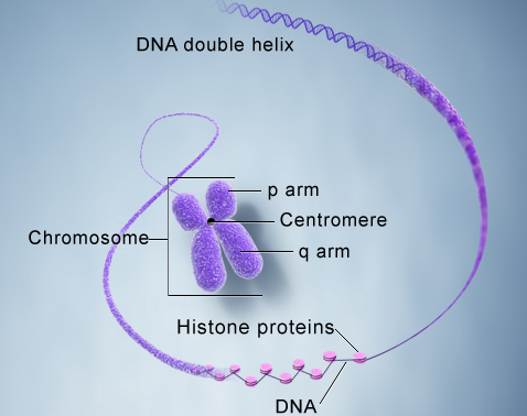 DNA double Helix
