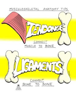 Ligament VS Tendon